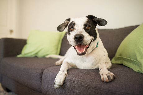Ultimate Guide to Pet-Friendly Sofas: Scratch Resistant & Stylish Options